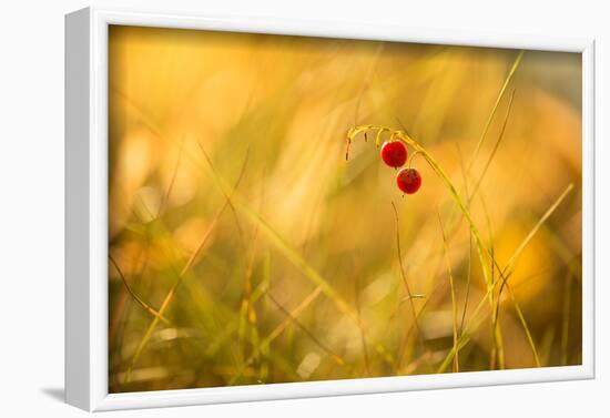 Close-up of Lily of the valley berries in sun light-Paivi Vikstrom-Framed Photographic Print
