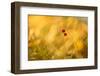 Close-up of Lily of the valley berries in sun light-Paivi Vikstrom-Framed Photographic Print