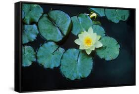 Close up of Lily pads, Huntington Gardens, Pasadena, CA-Panoramic Images-Framed Stretched Canvas