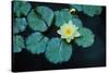 Close up of Lily pads, Huntington Gardens, Pasadena, CA-Panoramic Images-Stretched Canvas