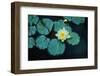 Close up of Lily pads, Huntington Gardens, Pasadena, CA-Panoramic Images-Framed Photographic Print
