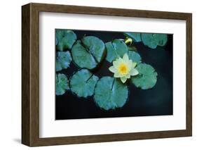 Close up of Lily pads, Huntington Gardens, Pasadena, CA-Panoramic Images-Framed Photographic Print