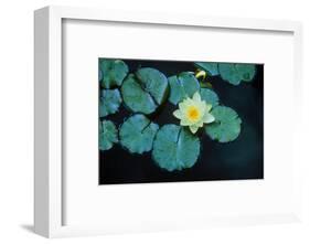 Close up of Lily pads, Huntington Gardens, Pasadena, CA-Panoramic Images-Framed Photographic Print