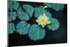 Close up of Lily pads, Huntington Gardens, Pasadena, CA-Panoramic Images-Mounted Photographic Print