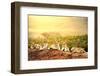 Close up of Lion Cubs Laying Together Waiting upon Mother.-karelnoppe-Framed Photographic Print