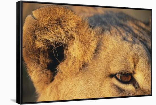 Close-Up of Lion's Ear-null-Framed Stretched Canvas
