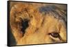 Close-Up of Lion's Ear-null-Framed Stretched Canvas