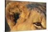 Close-Up of Lion's Ear-null-Stretched Canvas