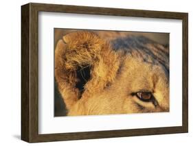 Close-Up of Lion's Ear-null-Framed Photographic Print