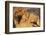 Close-Up of Lion's Ear-null-Framed Photographic Print