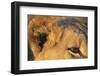 Close-Up of Lion's Ear-null-Framed Photographic Print