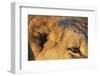 Close-Up of Lion's Ear-null-Framed Photographic Print