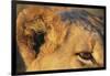 Close-Up of Lion's Ear-null-Framed Photographic Print