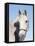 Close-up of Lipizzan, Wadsworth, IL-Lynn M^ Stone-Framed Stretched Canvas
