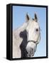 Close-up of Lipizzan, Wadsworth, IL-Lynn M^ Stone-Framed Stretched Canvas