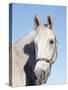 Close-up of Lipizzan, Wadsworth, IL-Lynn M^ Stone-Stretched Canvas