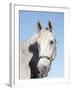 Close-up of Lipizzan, Wadsworth, IL-Lynn M^ Stone-Framed Photographic Print