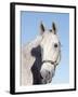 Close-up of Lipizzan, Wadsworth, IL-Lynn M^ Stone-Framed Photographic Print