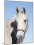 Close-up of Lipizzan, Wadsworth, IL-Lynn M^ Stone-Mounted Photographic Print