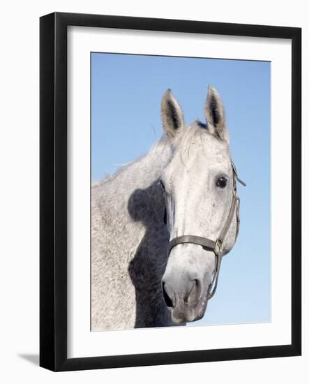 Close-up of Lipizzan, Wadsworth, IL-Lynn M^ Stone-Framed Photographic Print