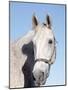 Close-up of Lipizzan, Wadsworth, IL-Lynn M^ Stone-Mounted Photographic Print