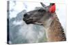 Close up of Llama at the Ruin of Machu Picchu.-Yaro-Stretched Canvas