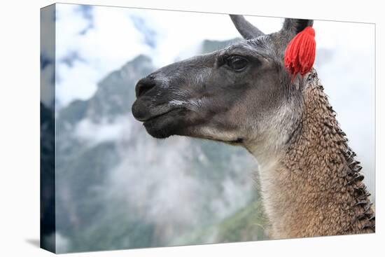 Close up of Llama at the Ruin of Machu Picchu.-Yaro-Stretched Canvas