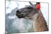 Close up of Llama at the Ruin of Machu Picchu.-Yaro-Mounted Photographic Print