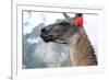 Close up of Llama at the Ruin of Machu Picchu.-Yaro-Framed Photographic Print