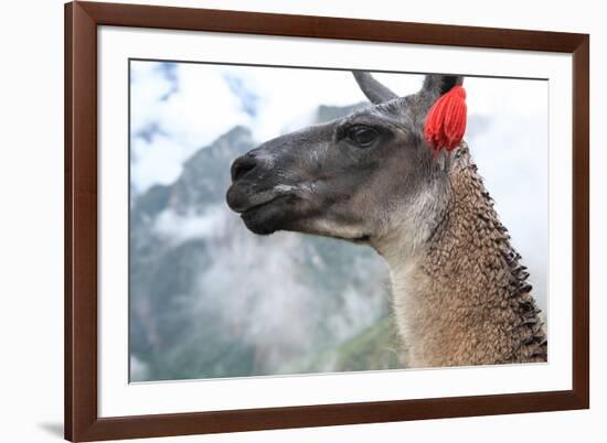 Close up of Llama at the Ruin of Machu Picchu.-Yaro-Framed Photographic Print