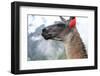 Close up of Llama at the Ruin of Machu Picchu.-Yaro-Framed Photographic Print