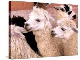 Close-up of Llamas, Cuzco, Peru-Bill Bachmann-Stretched Canvas