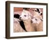 Close-up of Llamas, Cuzco, Peru-Bill Bachmann-Framed Photographic Print