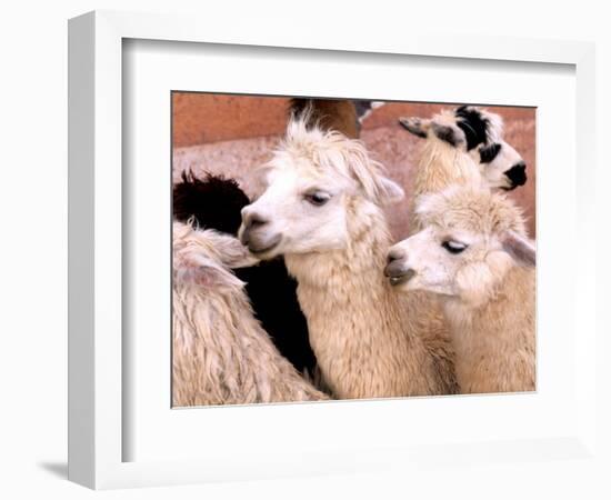 Close-up of Llamas, Cuzco, Peru-Bill Bachmann-Framed Photographic Print