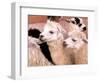 Close-up of Llamas, Cuzco, Peru-Bill Bachmann-Framed Photographic Print