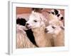 Close-up of Llamas, Cuzco, Peru-Bill Bachmann-Framed Photographic Print
