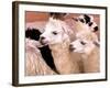 Close-up of Llamas, Cuzco, Peru-Bill Bachmann-Framed Photographic Print