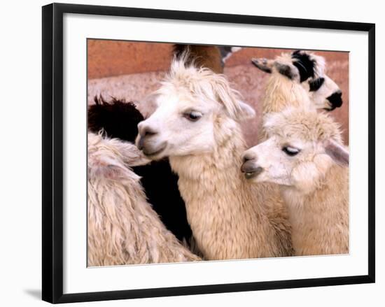 Close-up of Llamas, Cuzco, Peru-Bill Bachmann-Framed Photographic Print