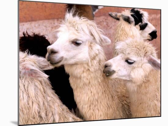 Close-up of Llamas, Cuzco, Peru-Bill Bachmann-Mounted Photographic Print