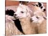 Close-up of Llamas, Cuzco, Peru-Bill Bachmann-Stretched Canvas