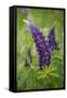 Close-up of Lupine Flowers, New Brunswick, Canada-Ellen Anon-Framed Stretched Canvas