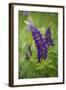 Close-up of Lupine Flowers, New Brunswick, Canada-Ellen Anon-Framed Photographic Print