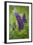 Close-up of Lupine Flowers, New Brunswick, Canada-Ellen Anon-Framed Photographic Print