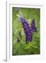 Close-up of Lupine Flowers, New Brunswick, Canada-Ellen Anon-Framed Photographic Print