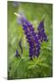 Close-up of Lupine Flowers, New Brunswick, Canada-Ellen Anon-Mounted Photographic Print