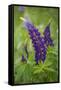 Close-up of Lupine Flowers, New Brunswick, Canada-Ellen Anon-Framed Stretched Canvas