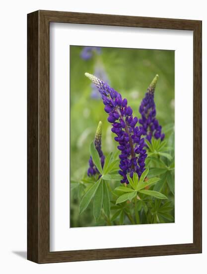 Close-up of Lupine Flowers, New Brunswick, Canada-Ellen Anon-Framed Photographic Print