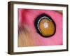 Close up of Madagascan silk moth eyespot on wing-Andy Sands-Framed Photographic Print