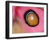 Close up of Madagascan silk moth eyespot on wing-Andy Sands-Framed Photographic Print