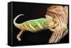 Close-up of Madagascar chameleon on wood-null-Framed Stretched Canvas